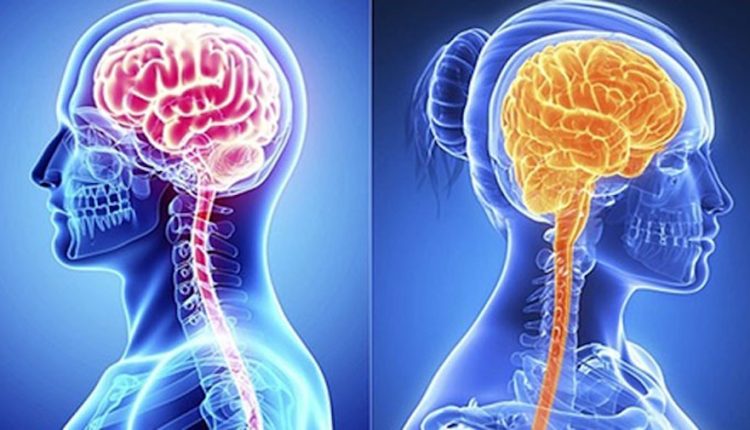 নারীদের তুলনায় পুরুষদের মস্তিষ্ক কতখানি ভিন্ন 1 নারীদের তুলনায় পুরুষদের মস্তিষ্ক কতখানি ভিন্ন 1