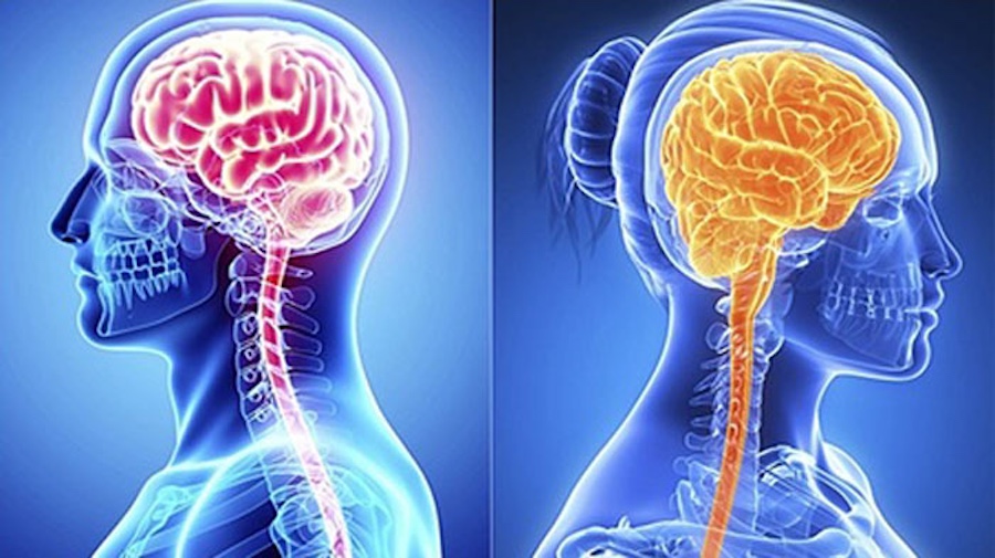 নারীদের তুলনায় পুরুষদের মস্তিষ্ক কতখানি ভিন্ন 4