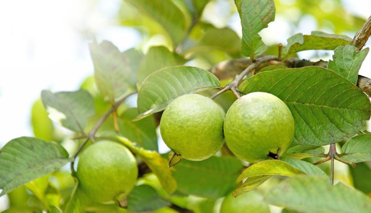 পেয়ারা আমাদের শরীরের কী কী উপকার করে 1 পেয়ারা আমাদের শরীরের কী কী উপকার করে 1