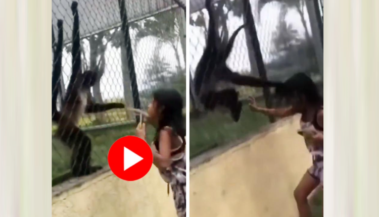 খাঁচার সামনে গিয়ে বাঁদরকে উত্ত্যক্ত করার হাতেনাতে ফল পেলেন এক তরুণী! ভিডিও 1 খাঁচার সামনে গিয়ে বাঁদরকে উত্ত্যক্ত করার হাতেনাতে ফল পেলেন এক তরুণী! ভিডিও 1