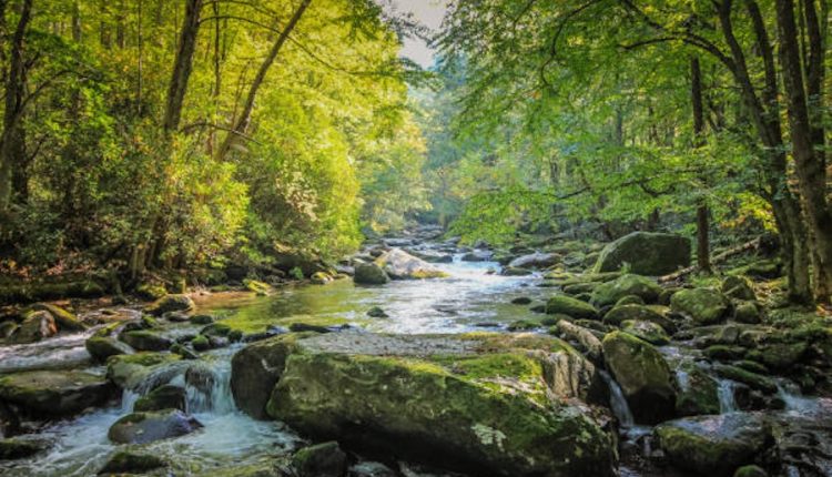 পাহাড়ী পথ দিয়ে বেয়ে আসা ঝরনার পানি 1 পাহাড়ী পথ দিয়ে বেয়ে আসা ঝরনার পানি 1