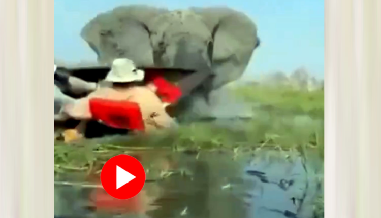 সন্তানদের ছবি তুলছে দেখে খেপে গেলো এক হাতি! পর্যটকদের তাড়া করে নৌকা উল্টে দিলো 5