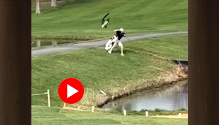 খেলোয়াড়কে দেখে ডানা ঝাপটে তেড়ে গেলো এক রাজহাঁস! শেষ পর্যন্ত কী ঘটলো? 1 খেলোয়াড়কে দেখে ডানা ঝাপটে তেড়ে গেলো এক রাজহাঁস! শেষ পর্যন্ত কী ঘটলো? 1