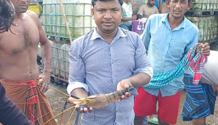 একটি চিংড়ির ওজন আধা কেজি! 1 একটি চিংড়ির ওজন আধা কেজি! 1