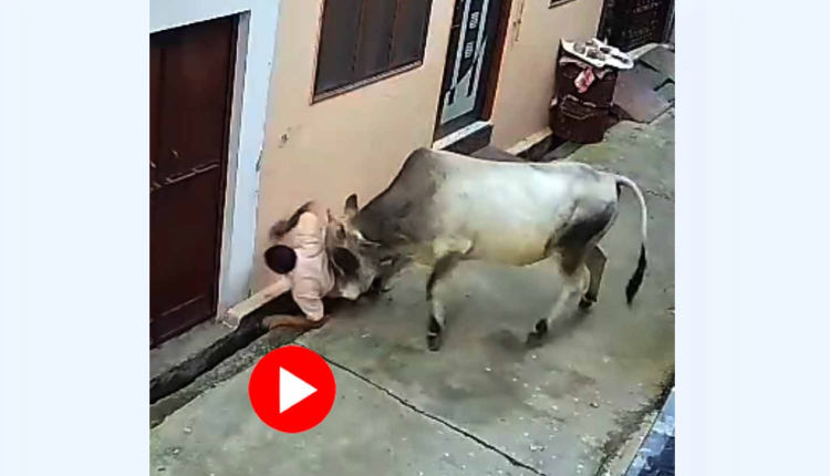 গুঁতো মেরে প্রৌঢ় গৃহকর্তাকে নর্দমায় ফেলে দিলো এক ষাঁড়! 1 গুঁতো মেরে প্রৌঢ় গৃহকর্তাকে নর্দমায় ফেলে দিলো এক ষাঁড়! 1