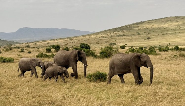 কেনিয়ার মাসাই মারা সাফারির দৃশ্য 1 কেনিয়ার মাসাই মারা সাফারির দৃশ্য 1
