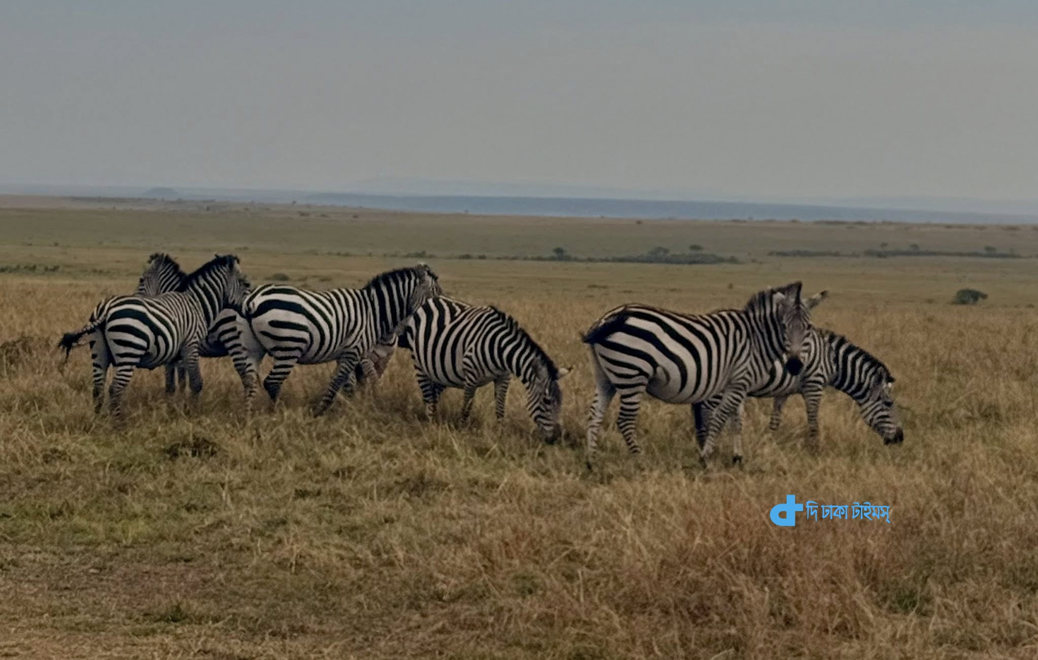 কেনিয়ার মাসাই মারা সাফারির জিরাফের দল 4