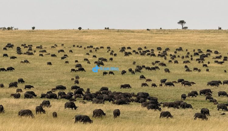 কেনিয়ার মাসাই মারা সাফারির মহিষের পাল 2