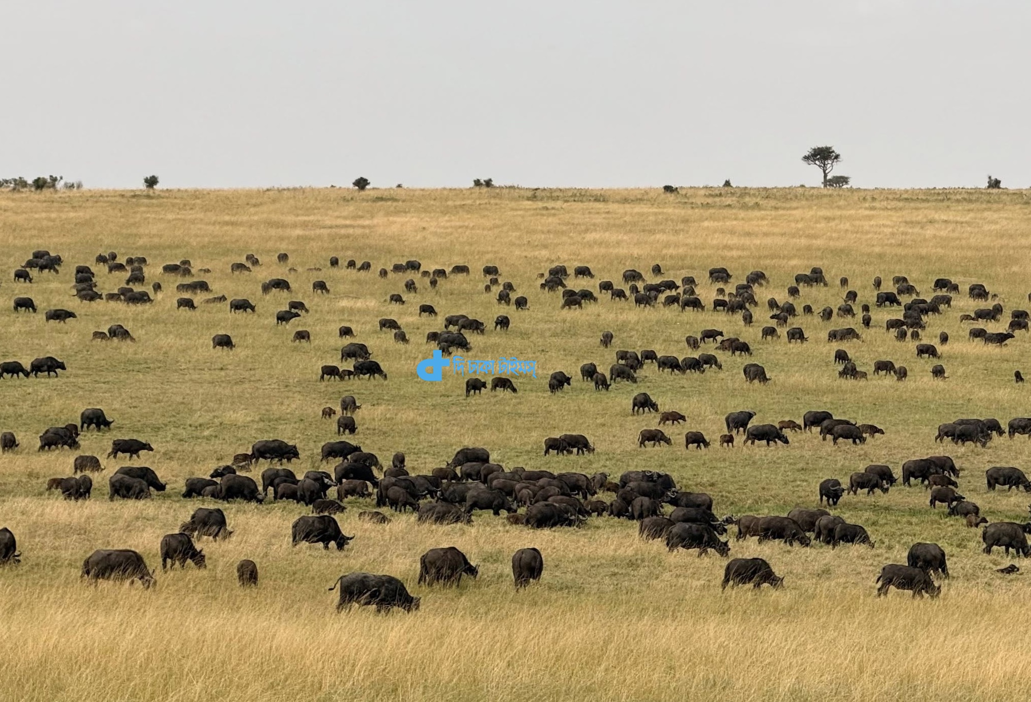 কেনিয়ার মাসাই মারা সাফারির মহিষের পাল 1