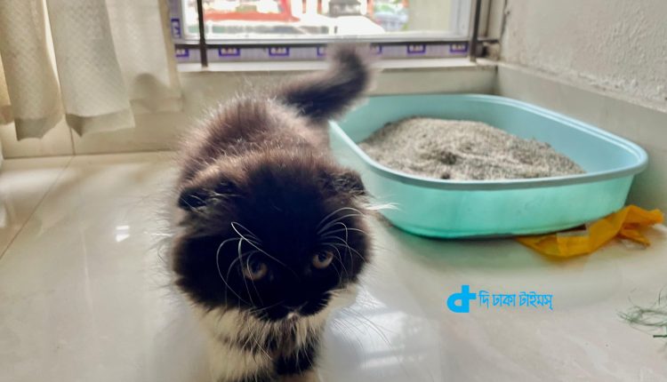 যেভাবে আপনি ঘরের পৌষ্য ছোট্ট বিড়ালটির যত্ন নেবেন 1 যেভাবে আপনি ঘরের পৌষ্য ছোট্ট বিড়ালটির যত্ন নেবেন 1