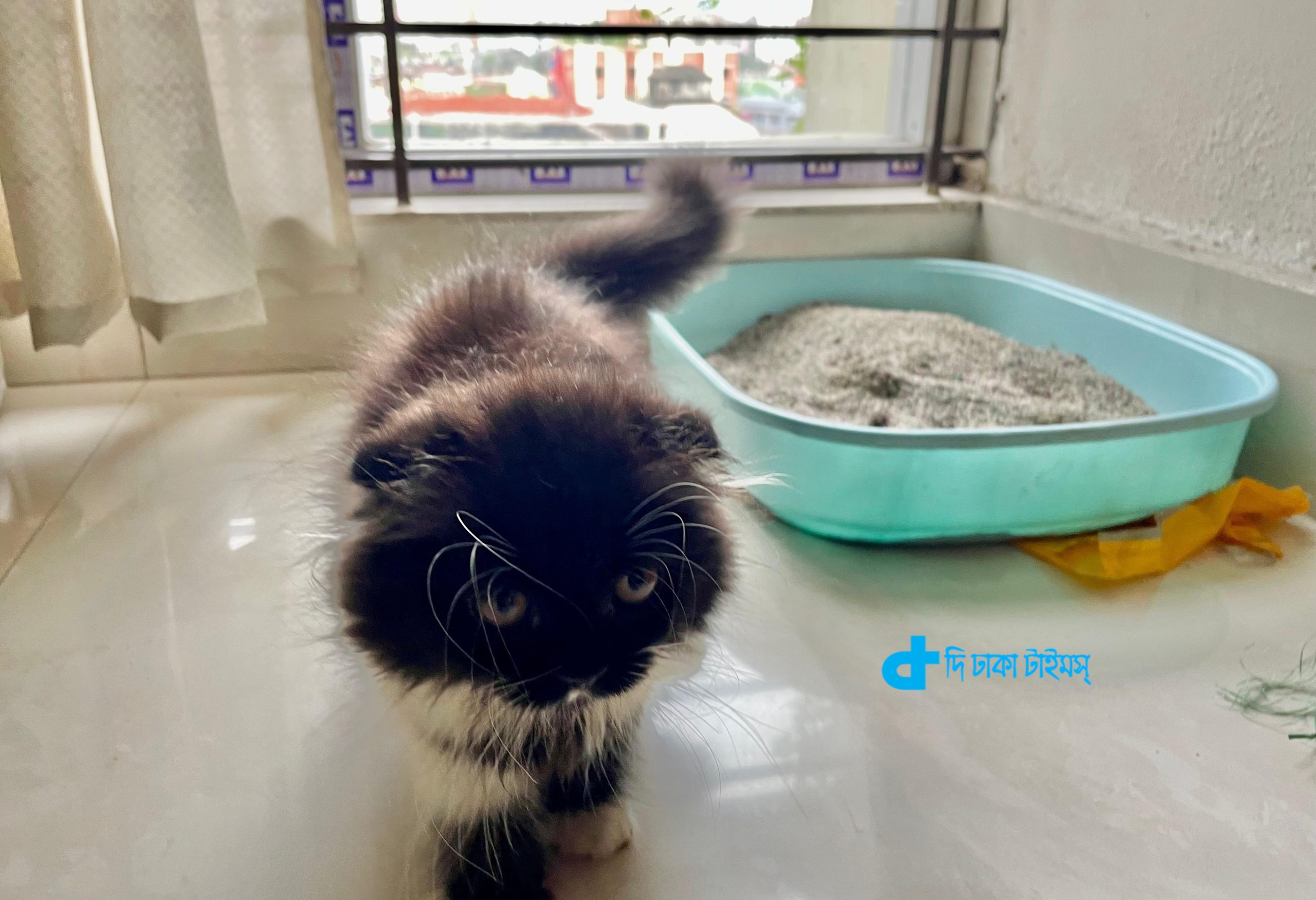 যেভাবে আপনি ঘরের পৌষ্য ছোট্ট বিড়ালটির যত্ন নেবেন 4