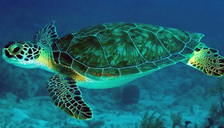 আবারও ফিরে এলো সবুজ কচ্ছপ 1 আবারও ফিরে এলো সবুজ কচ্ছপ 1