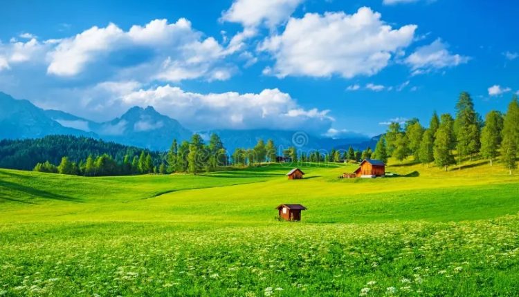 সবুজ ঘাস ফুল গাছের সমাহার 1 সবুজ ঘাস ফুল গাছের সমাহার 1