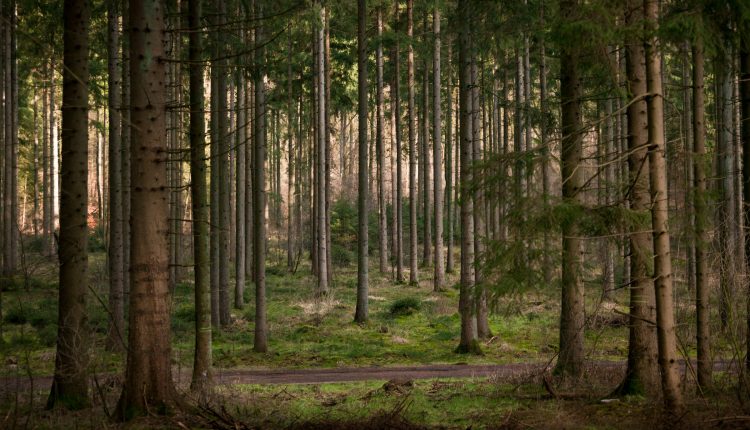 গাছ-গাছালির এমন দৃশ্য খুব কমই চোখে পড়ে 1 গাছ-গাছালির এমন দৃশ্য খুব কমই চোখে পড়ে 1