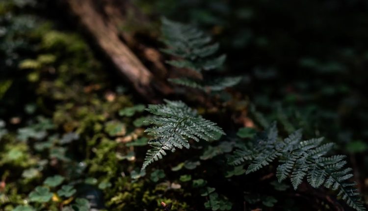 বিজ্ঞানীরা গাছের মধ্যে বিরল খনিজ তৈরির উপযোগী মোনাজাইট খুঁজে পেলেন 1 বিজ্ঞানীরা গাছের মধ্যে বিরল খনিজ তৈরির উপযোগী মোনাজাইট খুঁজে পেলেন 1