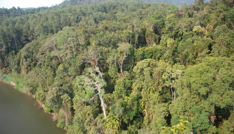 অস্ট্রেলিয়ার বনের আচরণ বদলে গেছে! 1 অস্ট্রেলিয়ার বনের আচরণ বদলে গেছে! 1