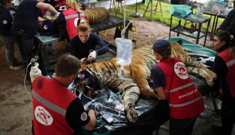 দক্ষিণ আমেরিকার একটি পুরনো চিড়িয়াখানার নির্যাতিত প্রাণী উদ্ধার 1 দক্ষিণ আমেরিকার একটি পুরনো চিড়িয়াখানার নির্যাতিত প্রাণী উদ্ধার 1