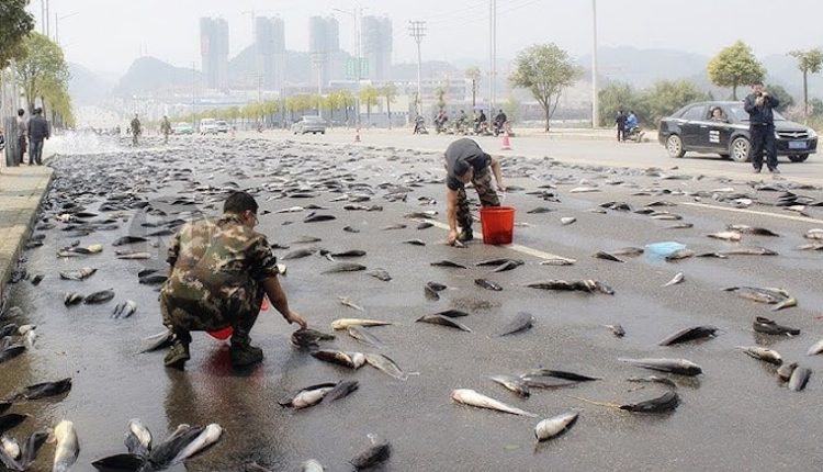 সৌদি আরবে বৃষ্টির বদলে ঝরলো মাছ! 1