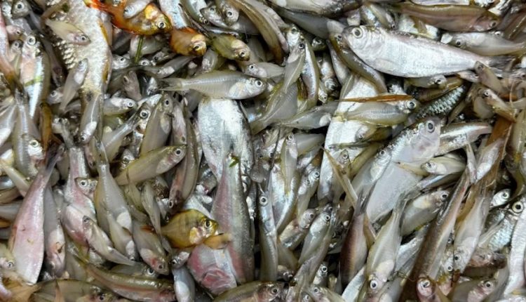 আপনি কেনো খাবেন ছোট মাছ? 1 আপনি কেনো খাবেন ছোট মাছ? 1