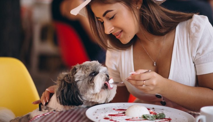 ইতালিতে কুকুরদের জন্য বিলাসবহুল রেস্টুরেন্ট 1 ইতালিতে কুকুরদের জন্য বিলাসবহুল রেস্টুরেন্ট 1