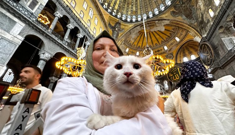 তুরস্কে বিড়াল পেল নাগরিকত্বের স্বীকৃতি! 1