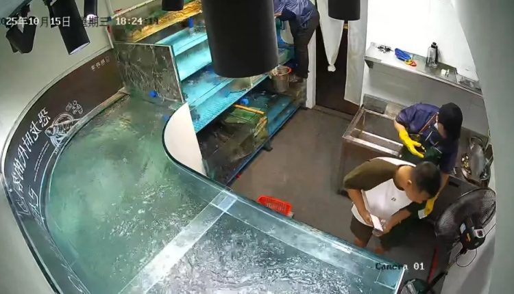 চীনের রেস্তোরাঁয় ফিশ ট্যাংক ফেটে খাদ্যদাতে পানি বন্যা! 1 চীনের রেস্তোরাঁয় ফিশ ট্যাংক ফেটে খাদ্যদাতে পানি বন্যা! 1