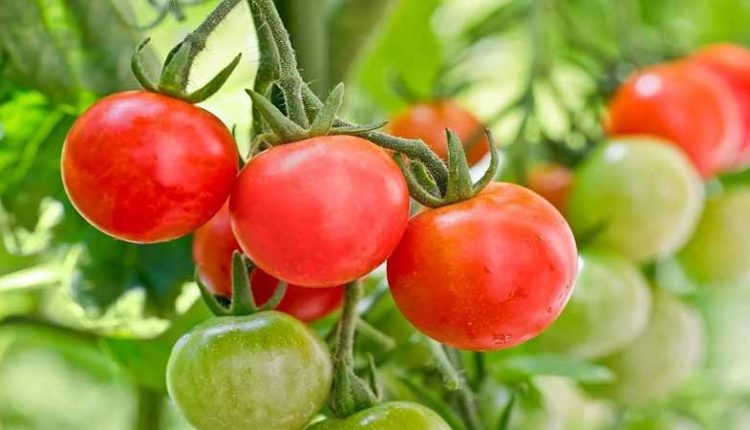 টমেটোর গুণাগুণ জেনে নিন 1