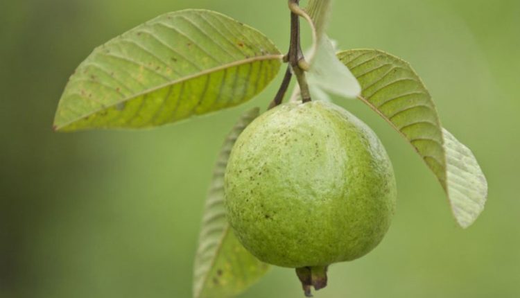 স্বাস্থ্য সচেতন হতে হলে আপনাকে অবশ্যই পেয়ারা খেতে হবে 1 স্বাস্থ্য সচেতন হতে হলে আপনাকে অবশ্যই পেয়ারা খেতে হবে 1