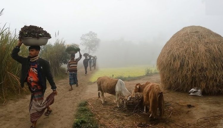 শীতে পর্যুদস্তু হয়ে থাকে গরুগুলো 1 শীতে পর্যুদস্তু হয়ে থাকে গরুগুলো 1