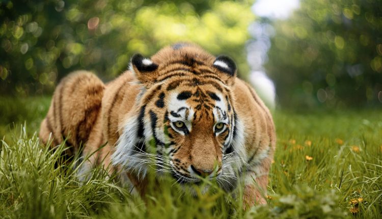 প্রকৃতি নিজেই নিচ্ছে প্রতিশোধ? অস্বাভাবিক আচরণে প্রাণীকুল! 1