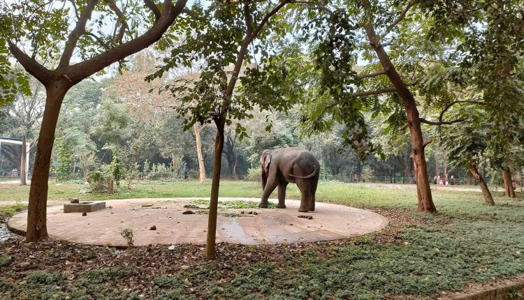 চিড়িয়াখানার হাতি ও ছোট বেলা 1 চিড়িয়াখানার হাতি ও ছোট বেলা 1