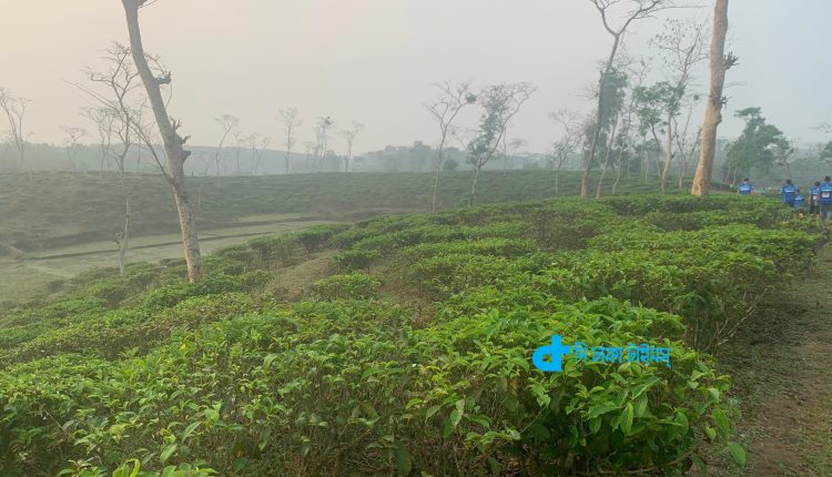 মৌলভীবাজারের একটি চা বাগানের দৃশ্য 1 মৌলভীবাজারের একটি চা বাগানের দৃশ্য 1